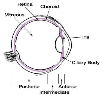 Uveitis cutaway